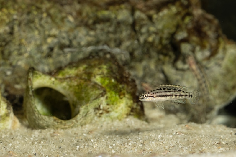 Telmatochromis bifrenatus 'Maswa'